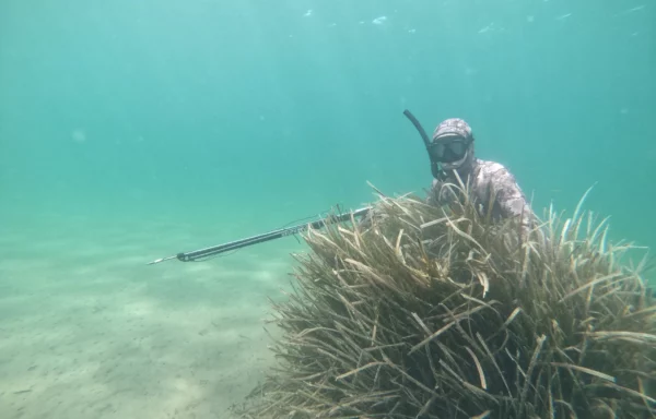 niveau 1 chasse sous-marine